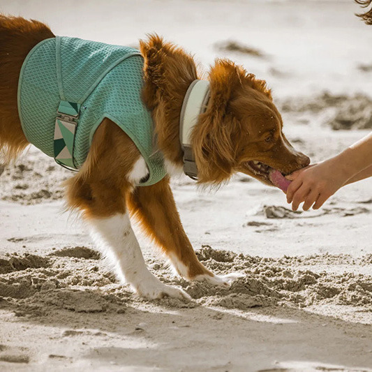 芬蘭 Hurtta 高效能降溫涼感背心