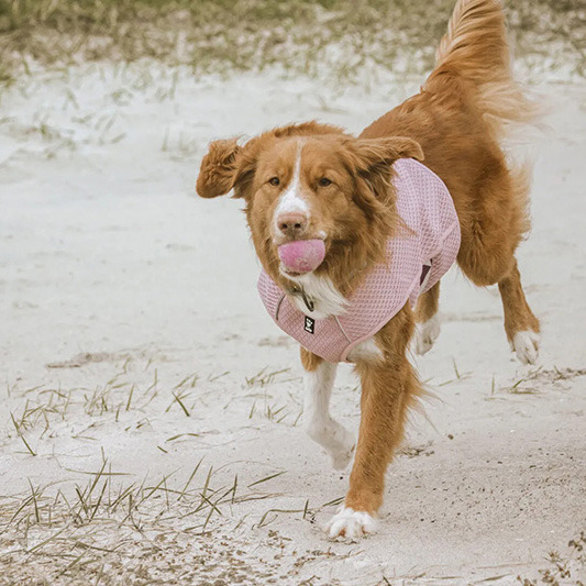 芬蘭 Hurtta 高效能降溫涼感背心