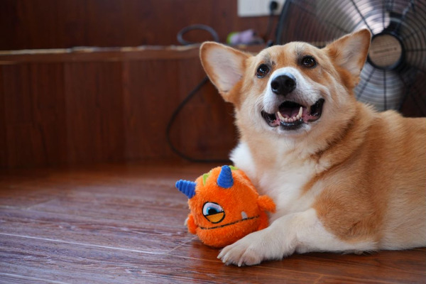 Q-MONSTER 龍蛋Q寶