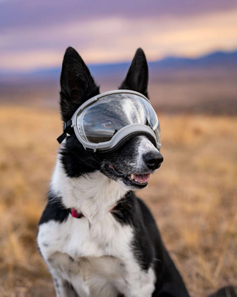 Rex Specs 第二代犬用太陽護目鏡