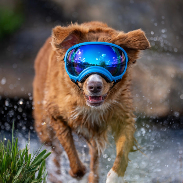 Rex Specs 第二代犬用太陽護目鏡