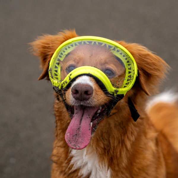 Rex Specs 第二代犬用太陽護目鏡