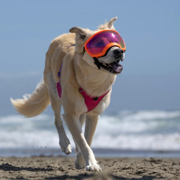 Rex Specs 第二代犬用太陽護目鏡