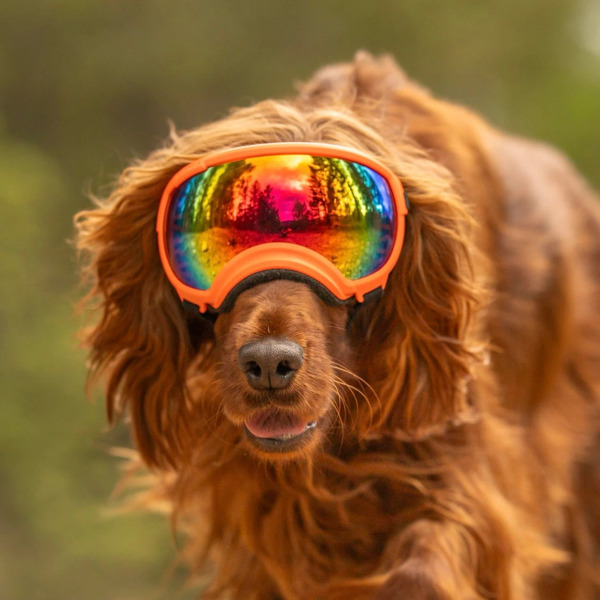 Rex Specs 第二代犬用太陽護目鏡