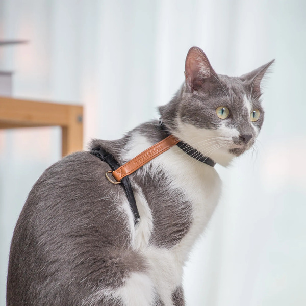 SCOUT寵物外出H型胸背帶