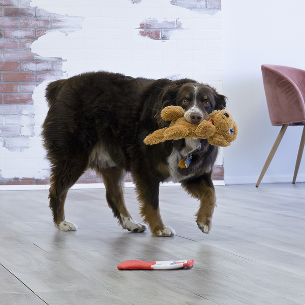 KONG 舒適幼犬戈爾迪