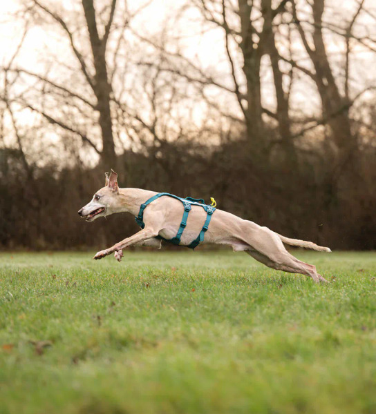 Non-stop RAMBLE LONG 胸背帶