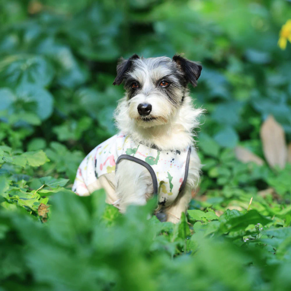 ALPHAICON 涼感背心 2025款