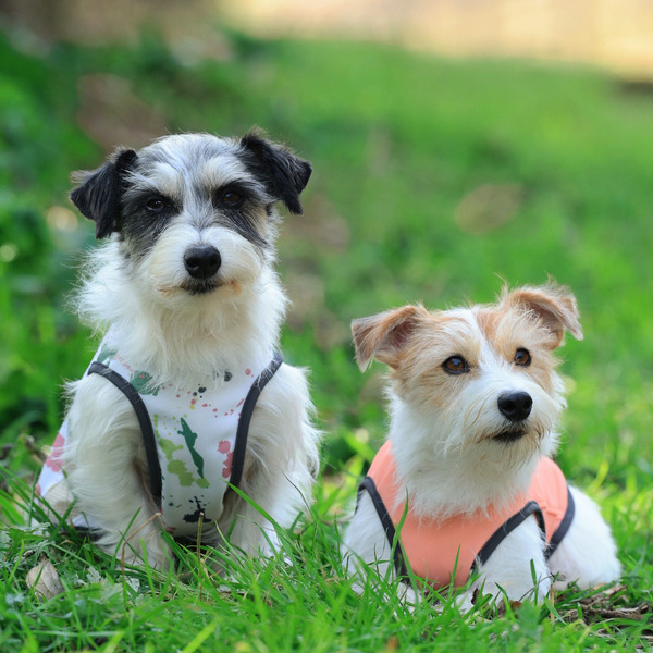 ALPHAICON 涼感背心 2025款