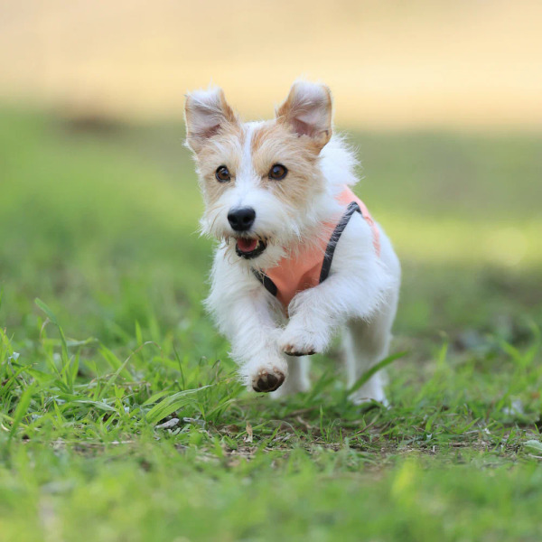 ALPHAICON 涼感背心 2025款