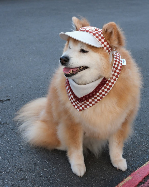 Woolly Woolly狗狗棒球帽 PuriPuri聯名系列