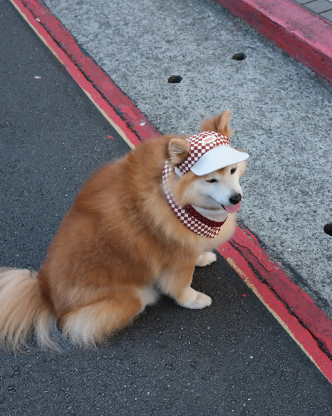 Woolly Woolly狗狗棒球帽 PuriPuri聯名系列