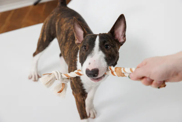 FAD 天然無毒耐咬皮革 皮繩結