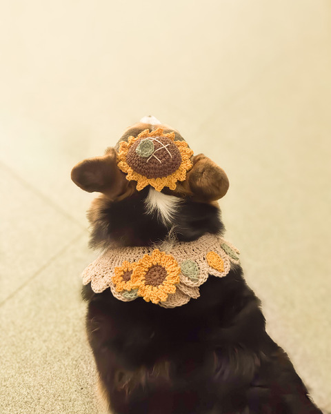 Qbabyxi pet 向日葵帽子