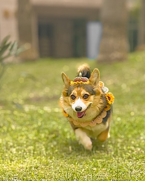 Qbabyxi pet 向日葵帽子