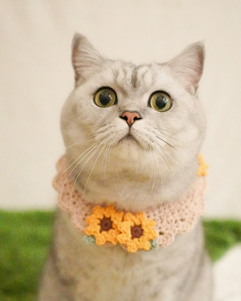 Qbabyxi pet 向日葵領巾