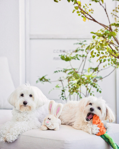 Bailey  黃兔一家