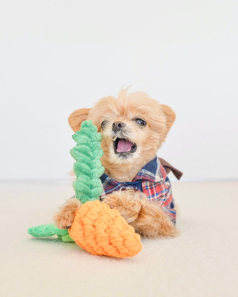 Bailey  黃兔一家