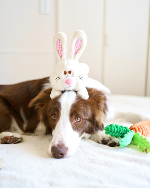 Bailey  黃兔一家