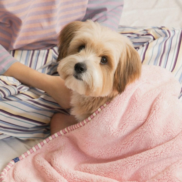 BITEME X FINCA 超細纖維寵物毛巾