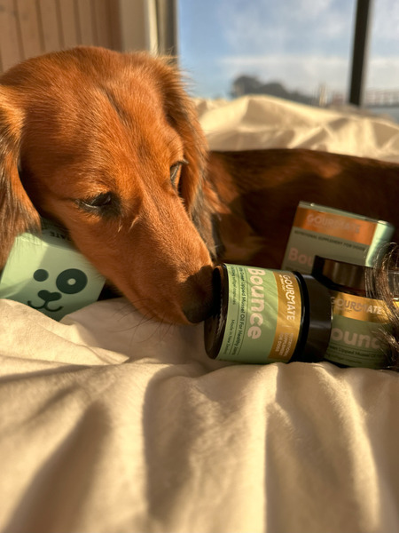 Gourmate 動動錠 60顆裝