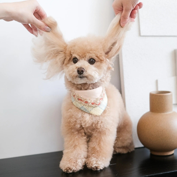 PuriPuri 寵物領巾 明太子蛋燒