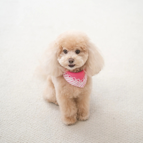 PuriPuri 寵物領巾 蠟筆小花花