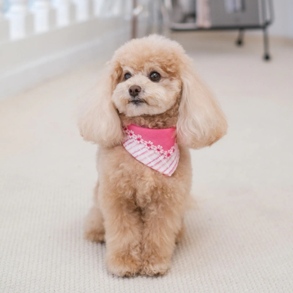 PuriPuri 寵物領巾 蠟筆小花花