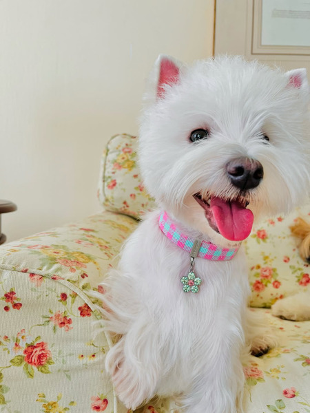 MMCHOKK Boboli Gardens Set