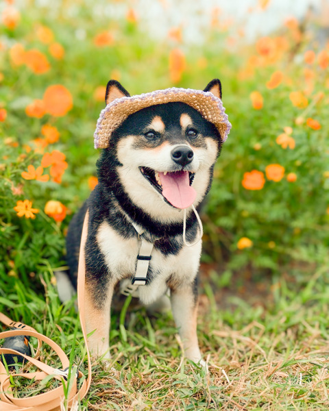 Qbabyxi pet 花邊草帽