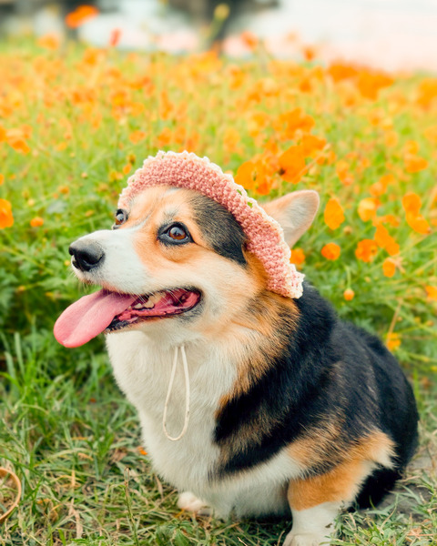 Qbabyxi pet 花邊草帽