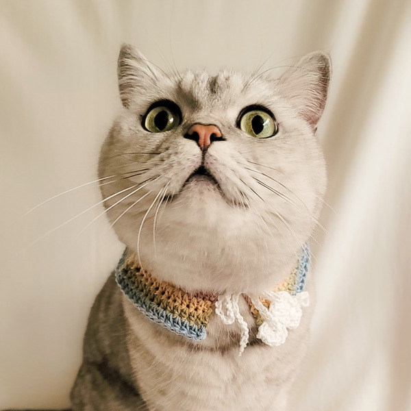 Qbabyxi pet 彩虹領巾