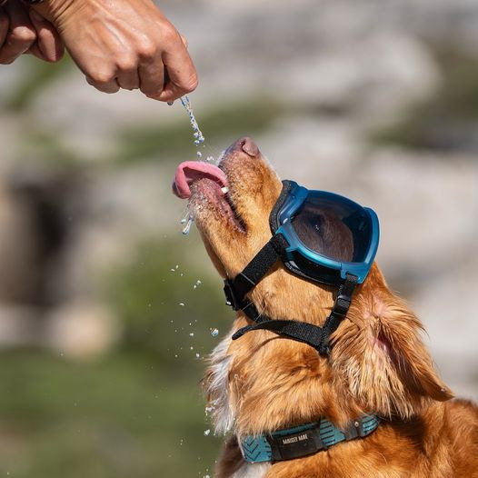 Rex Specs 第二代犬用太陽護目鏡 果凍系列