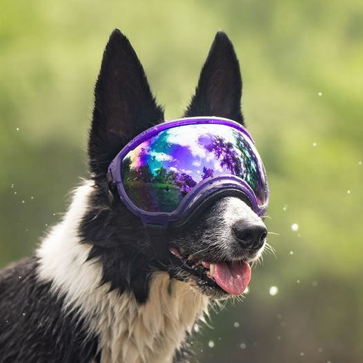 Rex Specs 第二代犬用太陽護目鏡 果凍系列