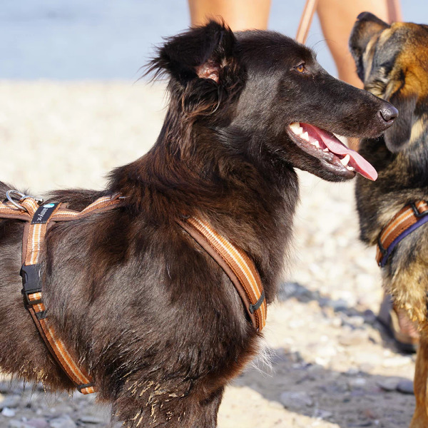 Anny.X 樂趣胸背帶 (限量色)