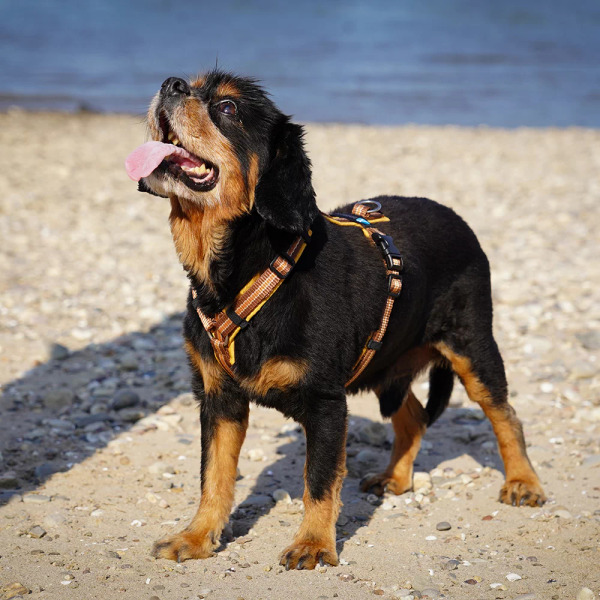 Anny.X 樂趣胸背帶 (限量色)