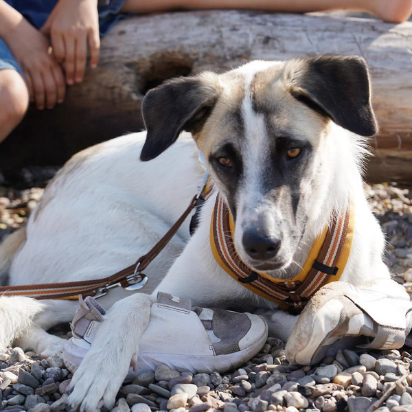 Anny.X 樂趣胸背帶 (限量色)