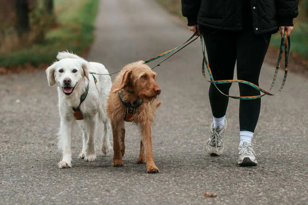 Non-stop TRAIL 探索牽繩 Rachel Pohl 設計款