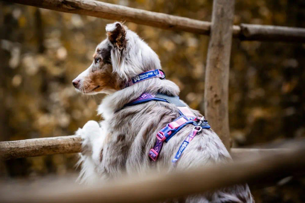 Non-stop LINE 胸背帶 5.0 Rachel Pohl 設計款