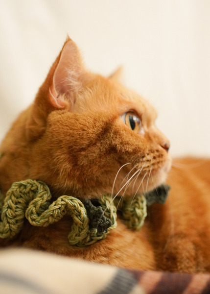 Qbabyxi pet 聖誕花圈