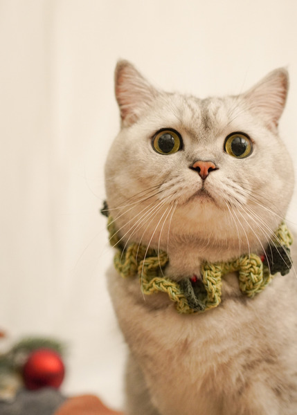 Qbabyxi pet 聖誕花圈