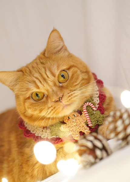 Qbabyxi pet 聖誕薑餅人