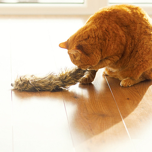 Aumüller 奧咪樂 德國貓草玩具 毛毛雪貂