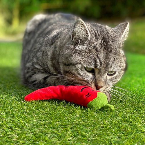 Aumüller 奧咪樂 德國貓草玩具 火辣俏皮椒
