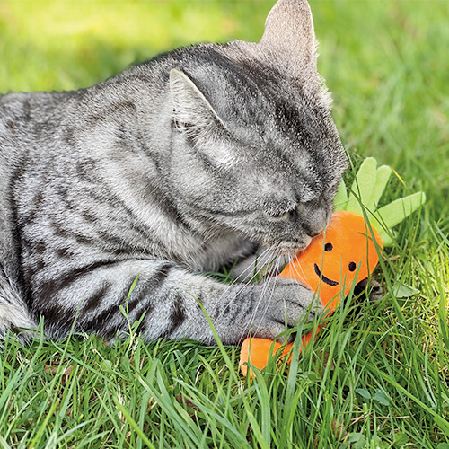 Aumüller 奧咪樂 德國貓草玩具 營養胡蘿蔔