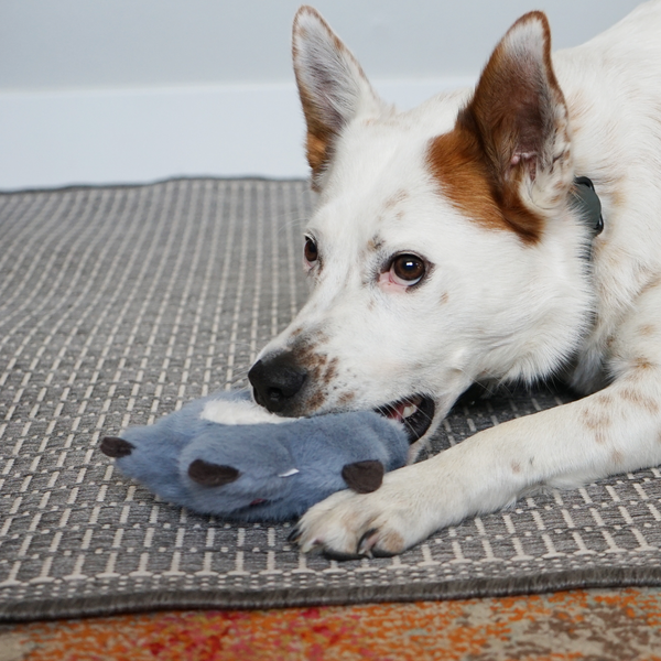 KONG Snuzzles 小星星系列 樹懶 S