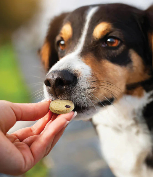 對天發嗜 毛亮亮燕麥機能餅乾 (椰子+亞麻籽)