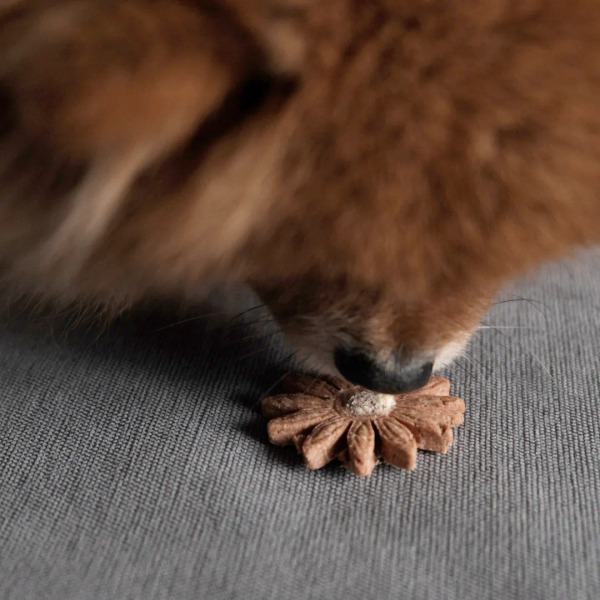 CoConilla 口口迷 洋甘菊起司 晚安零食