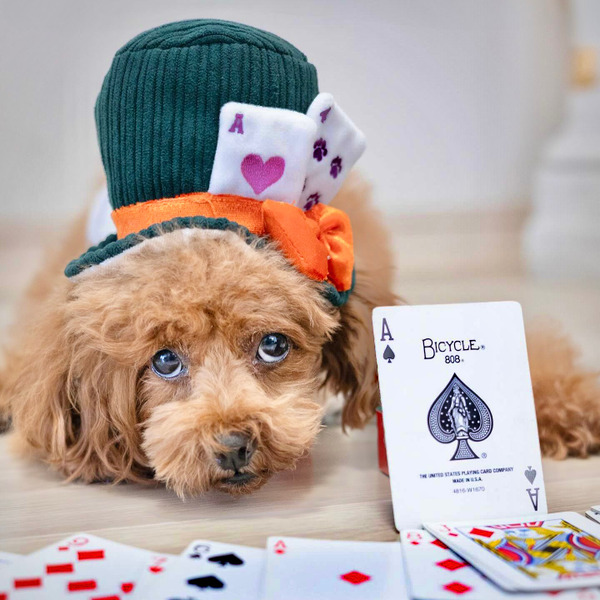 Bailey 魔術師系列