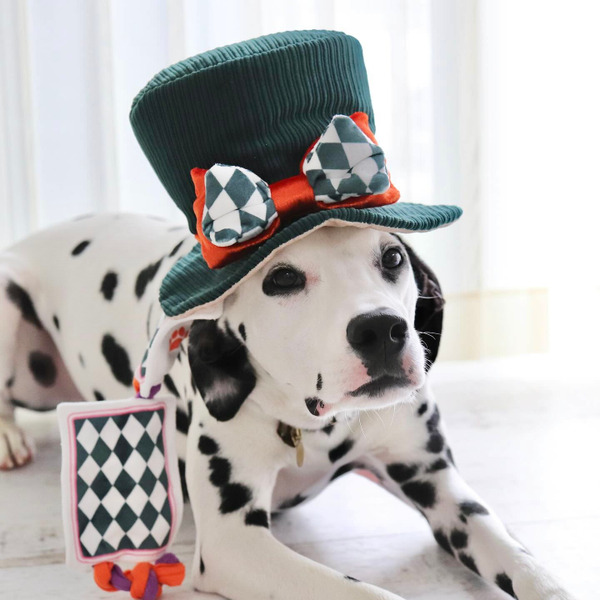 Bailey 魔術師系列